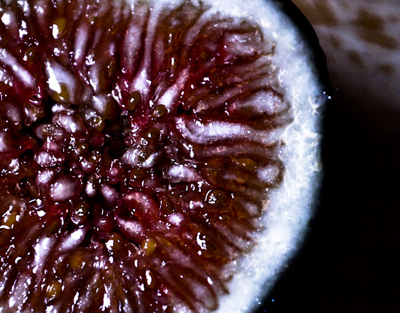 fig fig