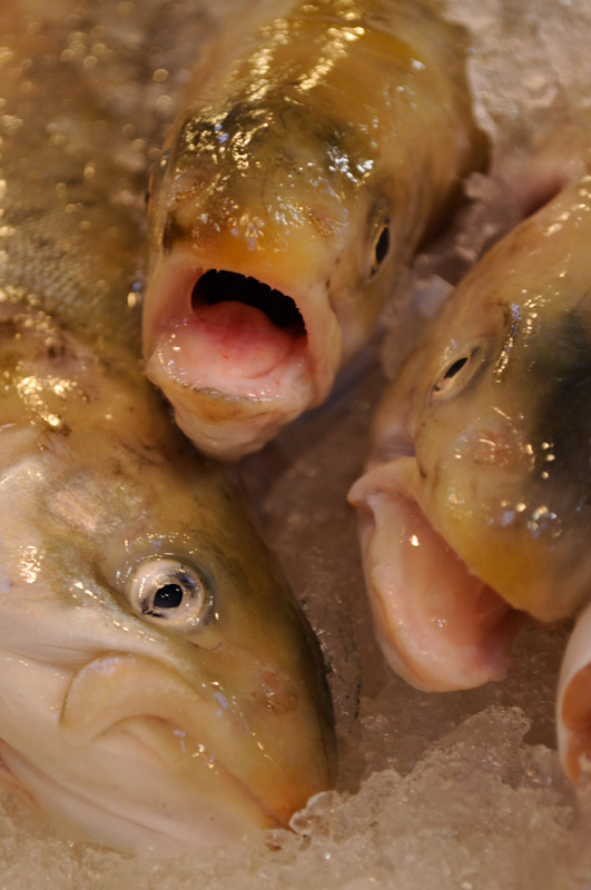 Fish heads, fish heads, rolly polly fish heads! Fish heads, fish heads, rolly polly fish heads!
