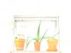 Triffids