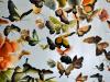 silk embroidered butterflies