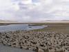 Mongolian Sheep