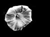 black & white flower