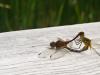 Dragonflies
