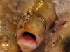 Fish heads, fish heads, rolly polly fish heads!