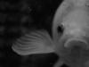 fish again