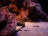 Conch