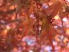 leafiness