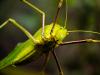 Bug stuff